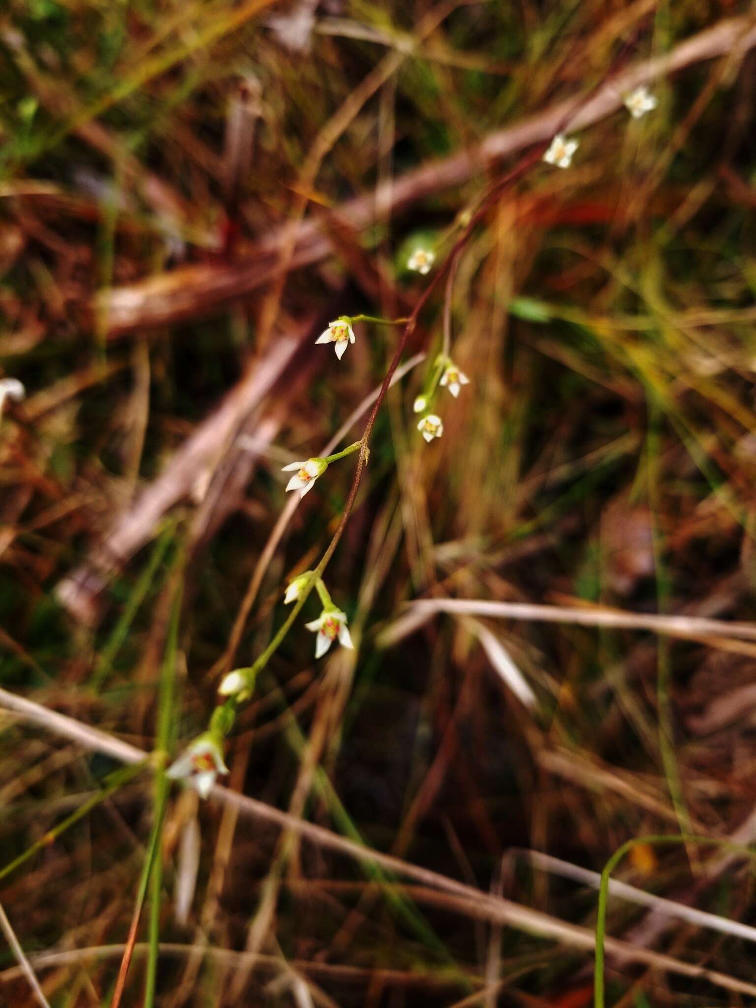 Image of Twining Screwstem