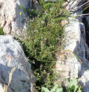 Image de Stachys aethiopica L.