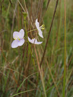 Image of Heliophila subulata Burch. ex DC.