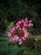 Image of Begonia bracteosa A. DC.
