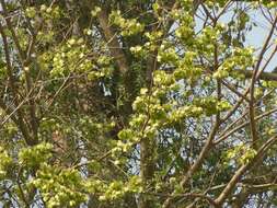 Image de Holoptelea integrifolia (Roxb.) Planch.