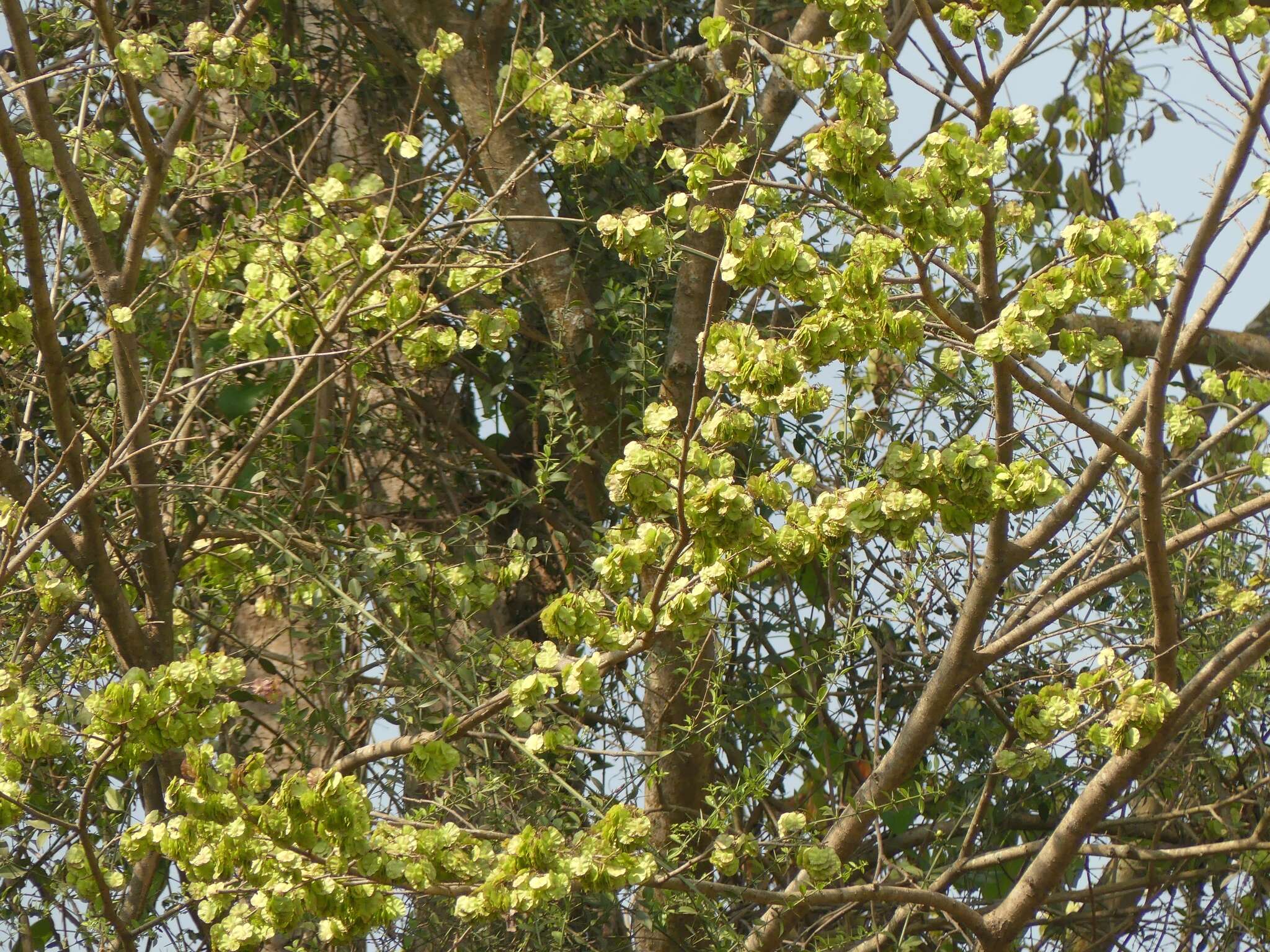 Holoptelea integrifolia (Roxb.) Planch. resmi