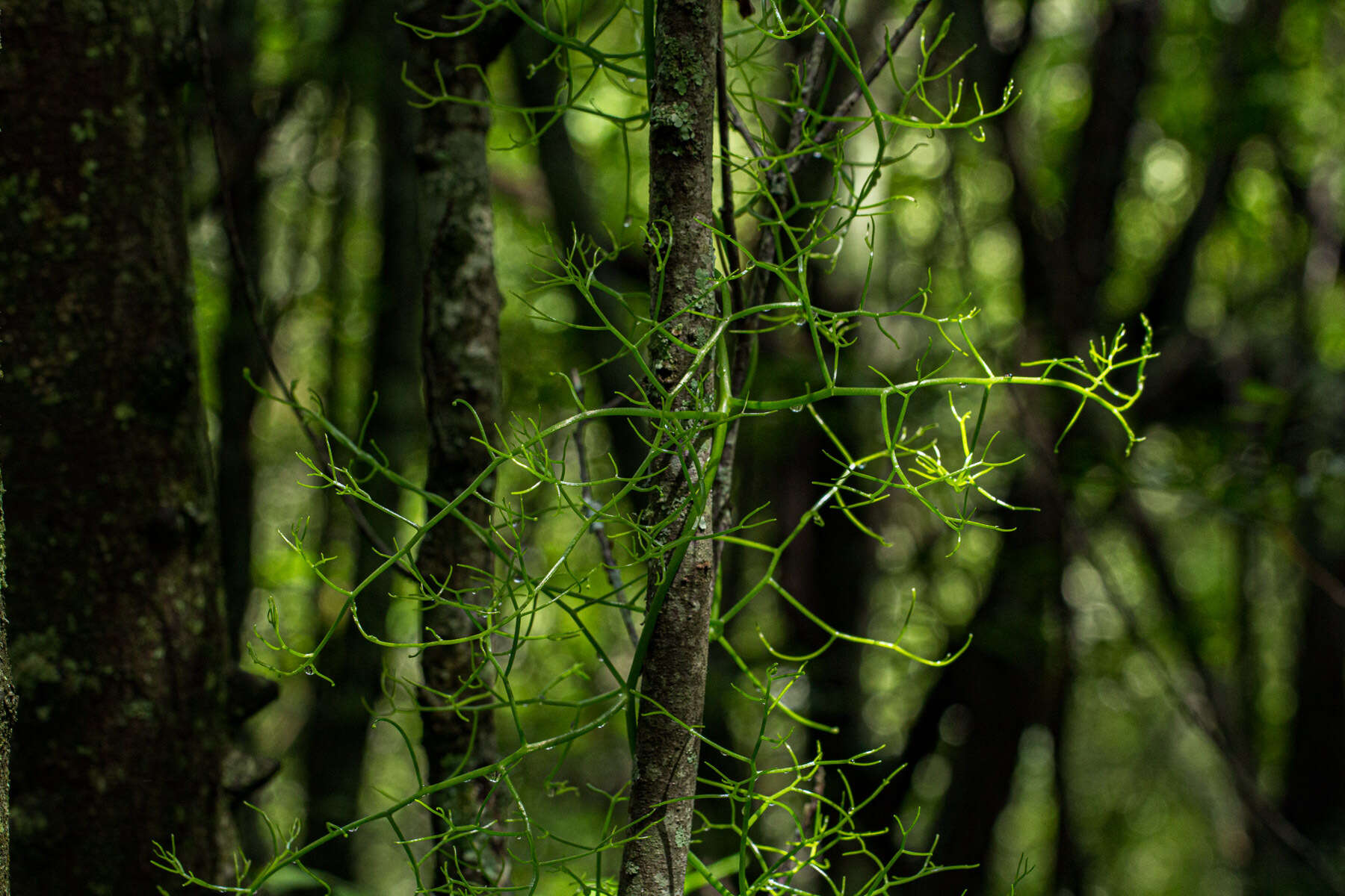 Image of Bowiea volubilis subsp. volubilis