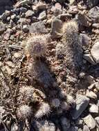 صورة Mammillaria pottsii Scheer ex Salm-Dyck