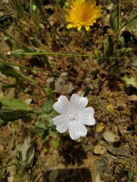 Слика од Malva hispanica L.