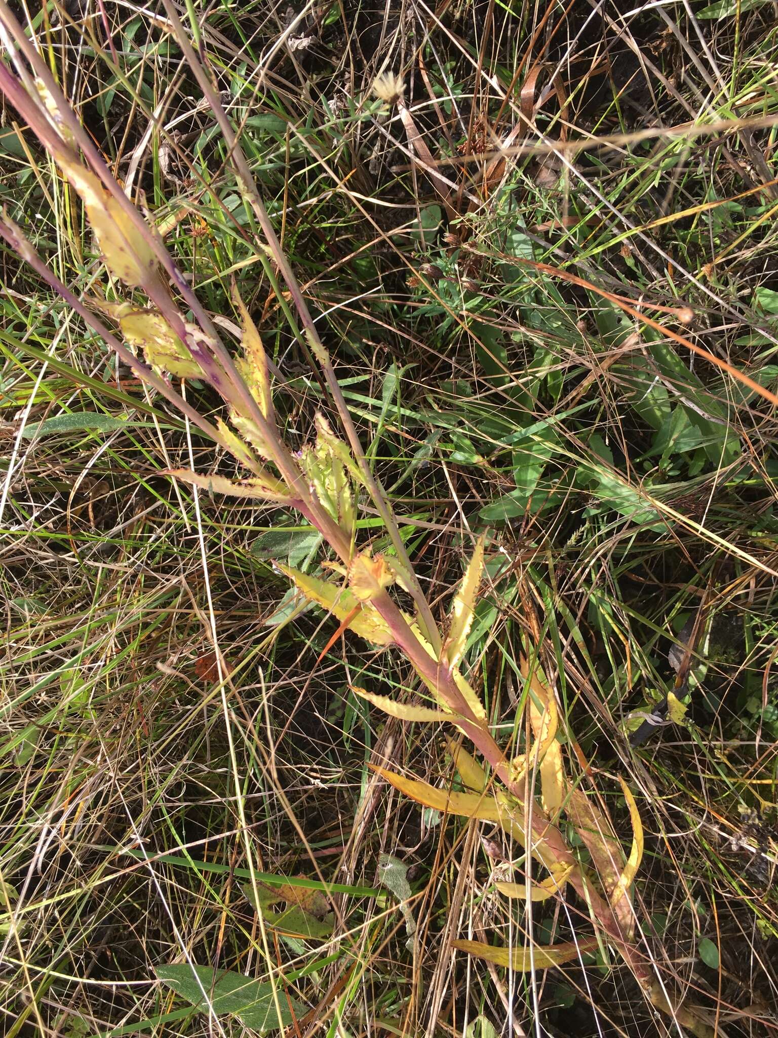 Plancia ëd Lobelia glandulosa Walter