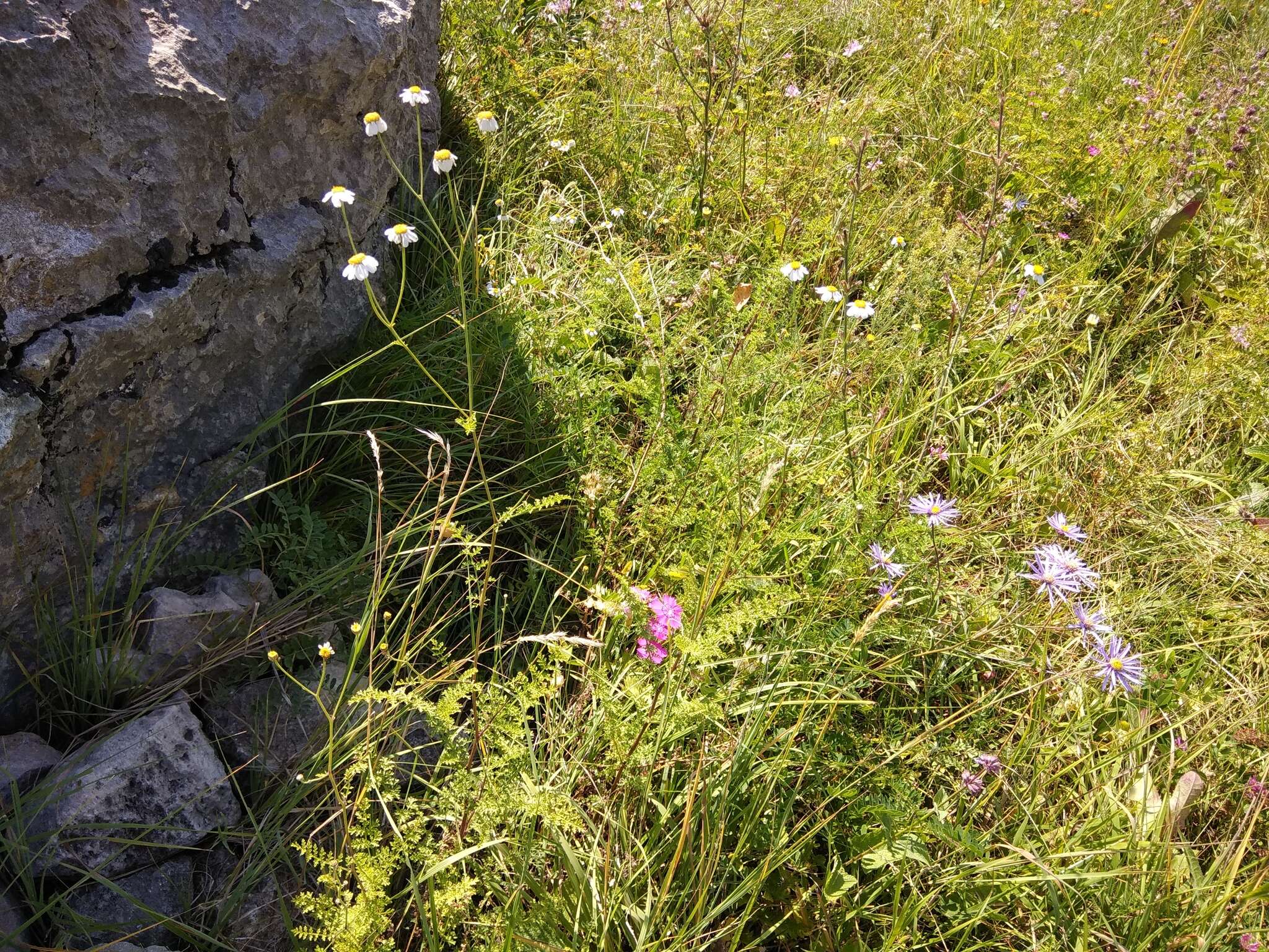 Слика од Tanacetum leptophyllum (M. Bieb.) Sch. Bip.