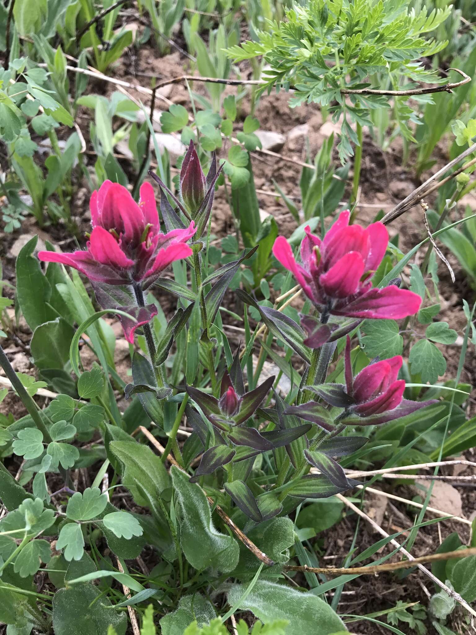 Image of Castilleja rhexifolia Rydb.