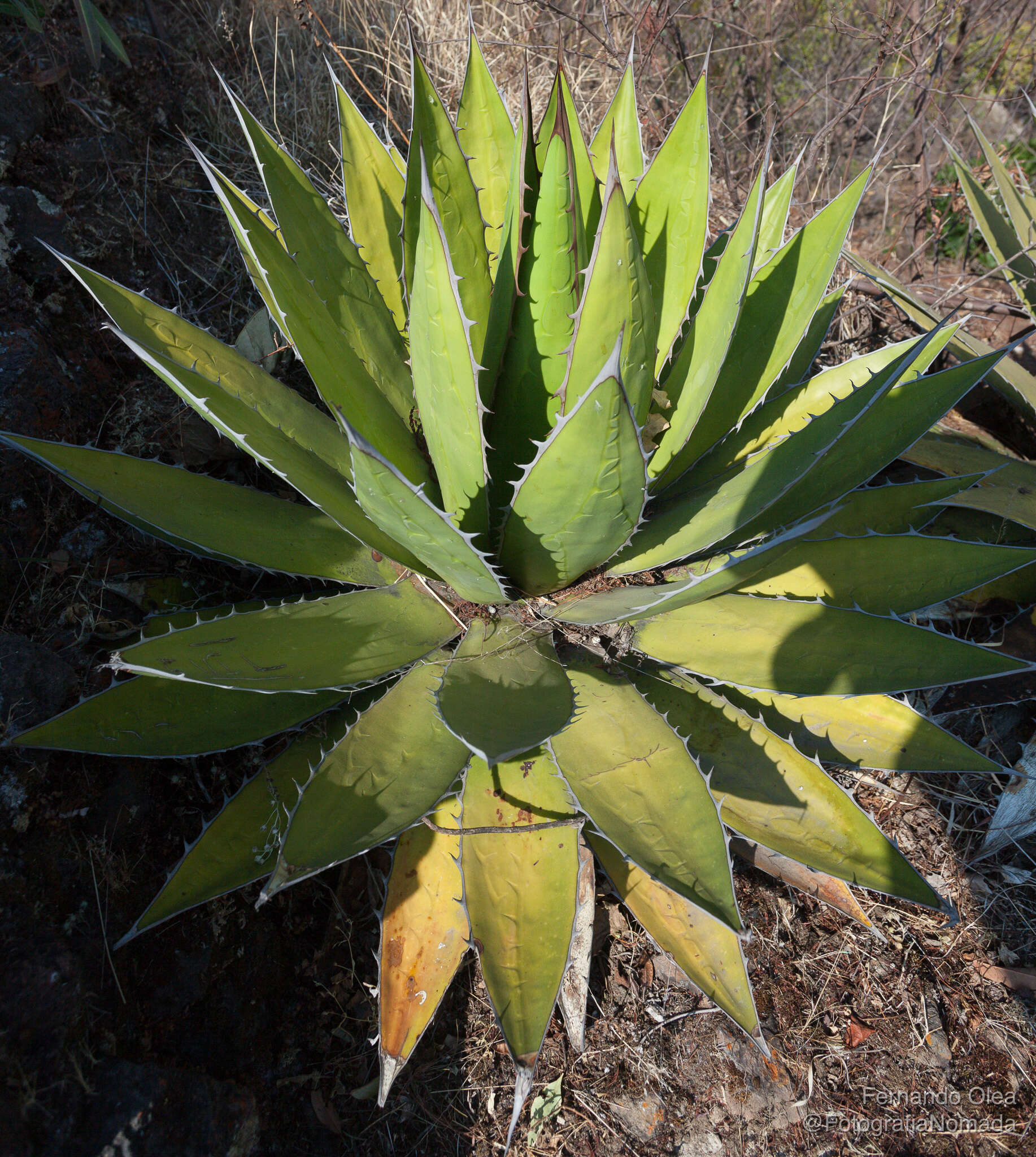 Image of Agave horrida Lem. ex Jacobi