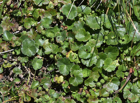 Image of Hydrocotyle algida N. A. Wakefield