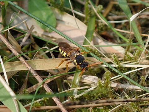 Image of Nomada goodeniana (Kirby 1802)