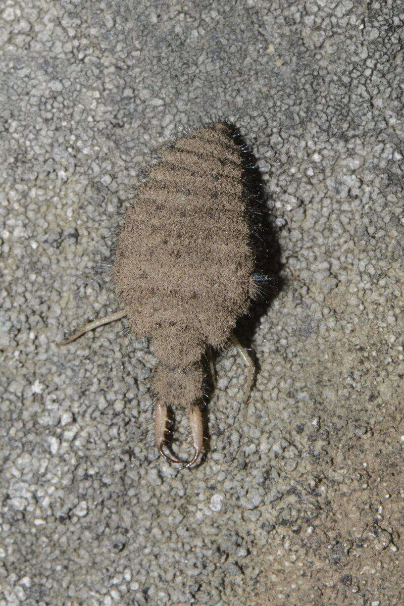 Image of ant-lion