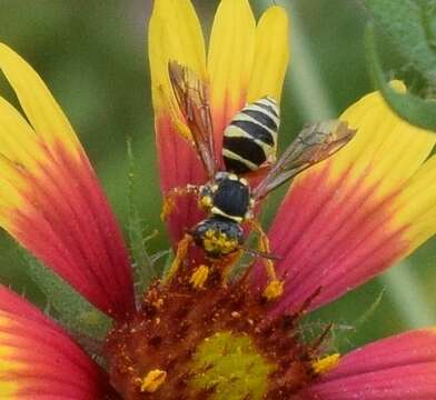 Image of Texas Nomad Bee