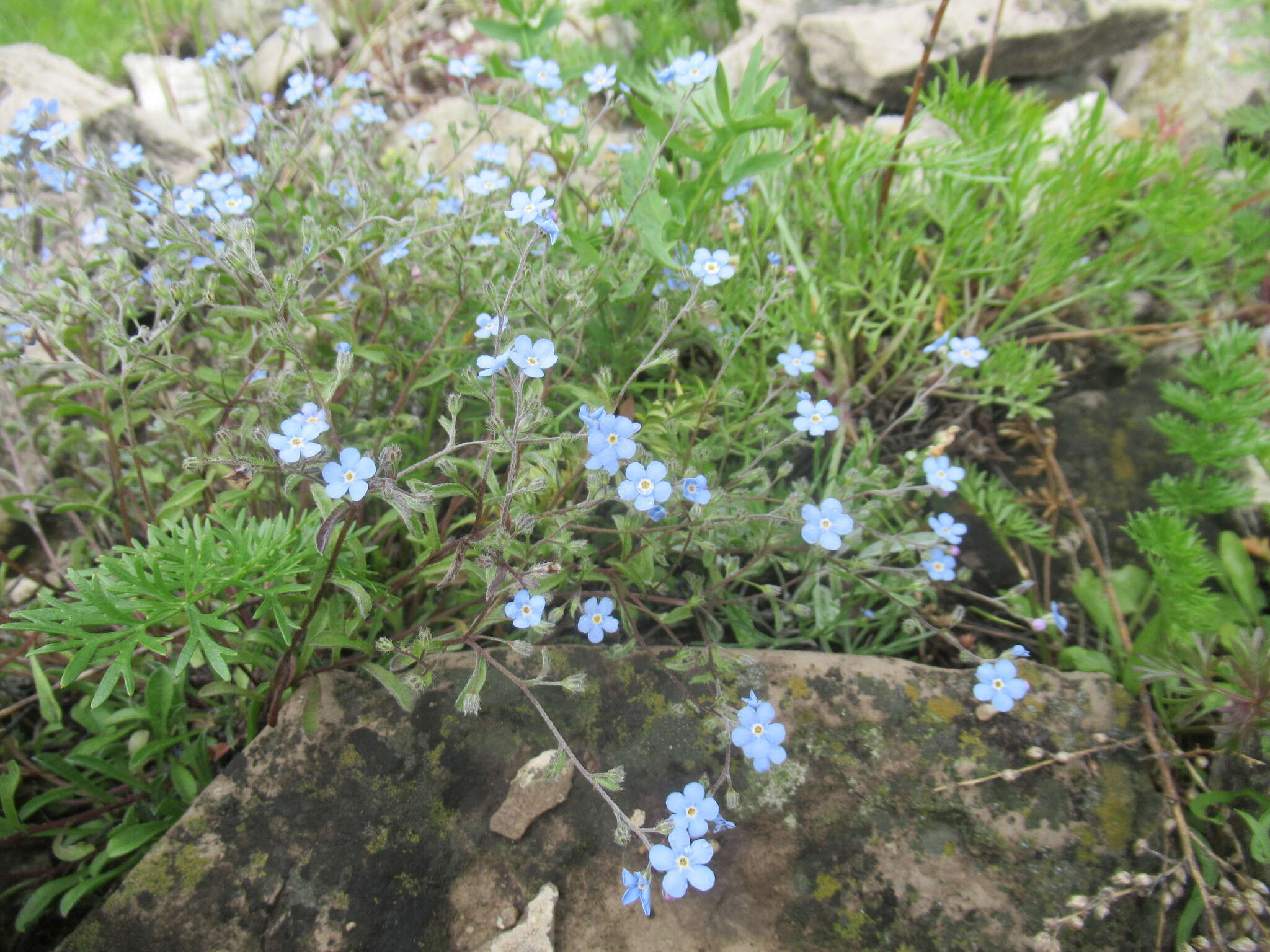 Plancia ëd Eritrichium rupestre (Pall. ex Georgi) Bunge