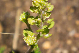 Image of upright pepperweed