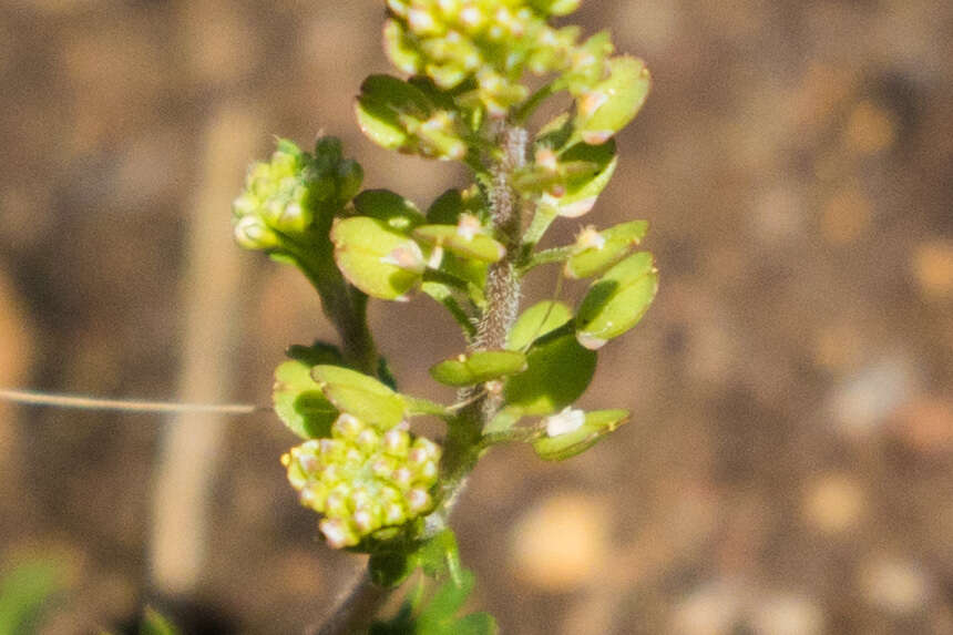 صورة Lepidium strictum (S. Watson) Rattan