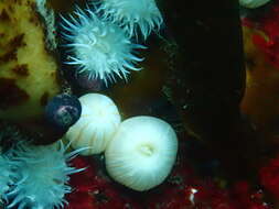 Image of Striped anemone