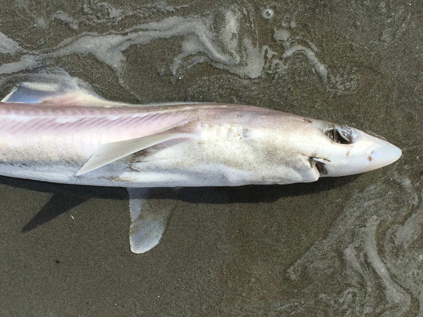 Image of Cape Shark