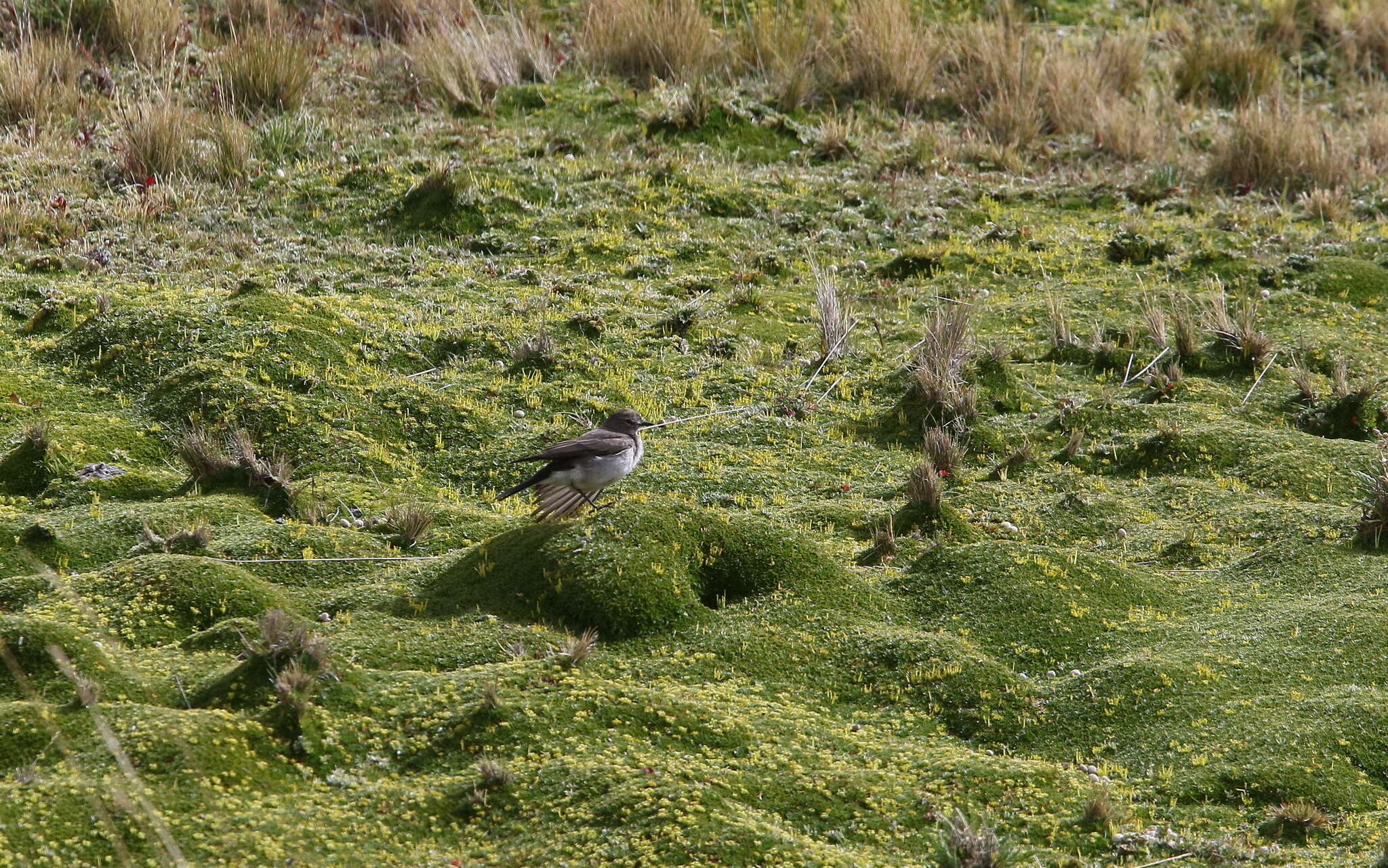 Image of Paramo Ground Tyrant