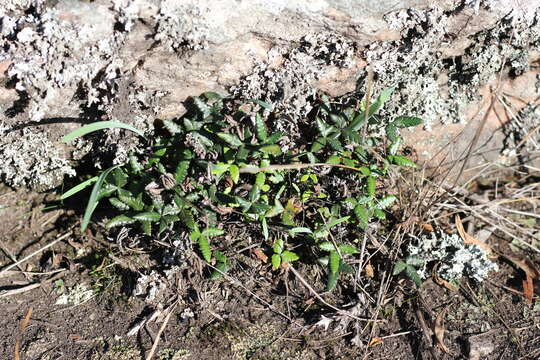 Doryopteris triphylla (Lam.) Christ的圖片