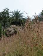 Image of wild date palm