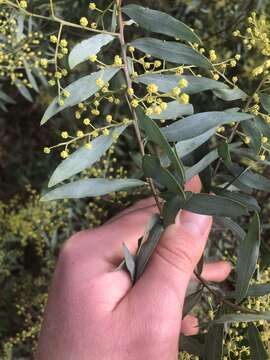 Imagem de Acacia prominens A. Cunn. ex G. Don