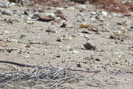 Image of Isla Espíritu Santo Striped Racer