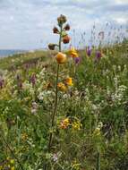 Image of Verbascum spectabile Bieb.