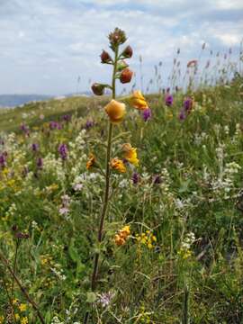 Image of Verbascum spectabile Bieb.