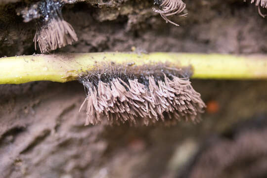 Imagem de Stemonitis splendens