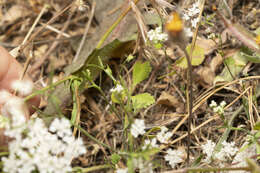 Image of Pimpinella cretica Poir.