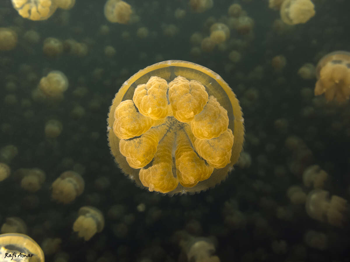 Image of jellyfish