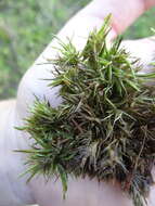 Image of largeleaf sphagnum