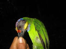 Image of Gold-whiskered Barbet