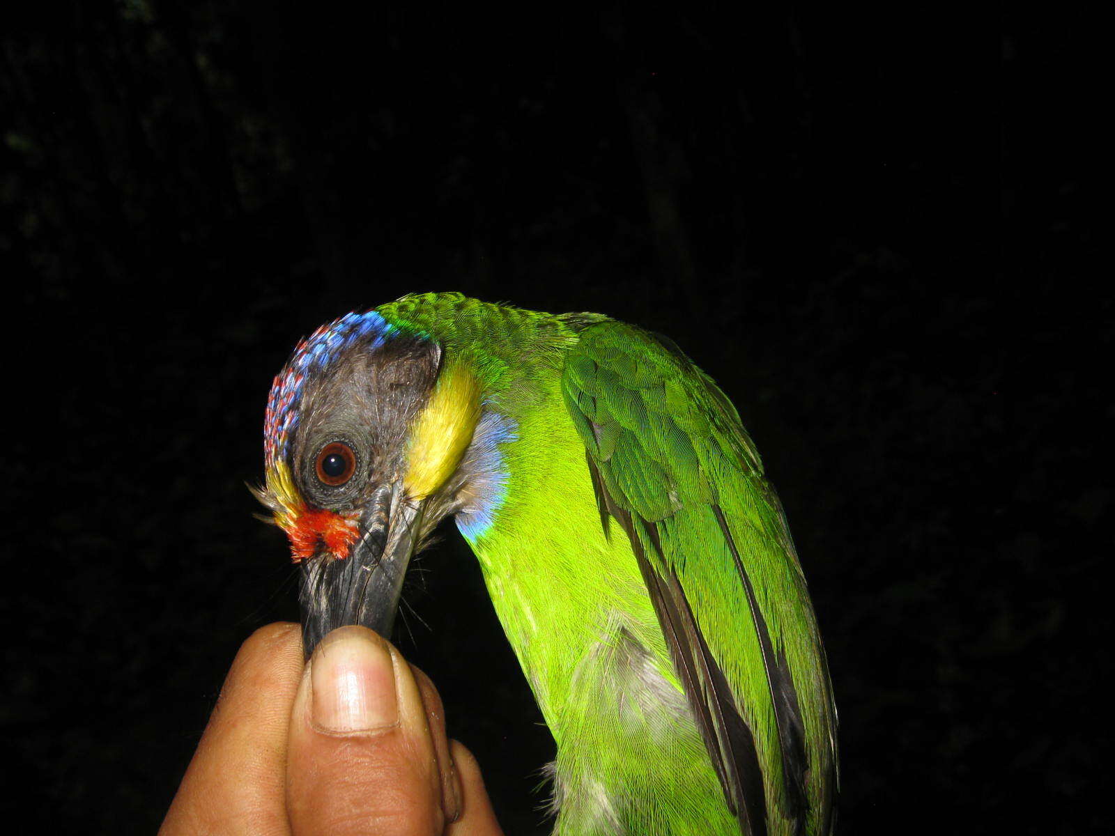 Image of Gold-whiskered Barbet