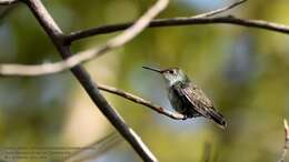 Image of White-bellied Emerald