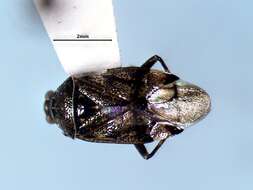 Image of Deraeocoris laricicola Knight 1921