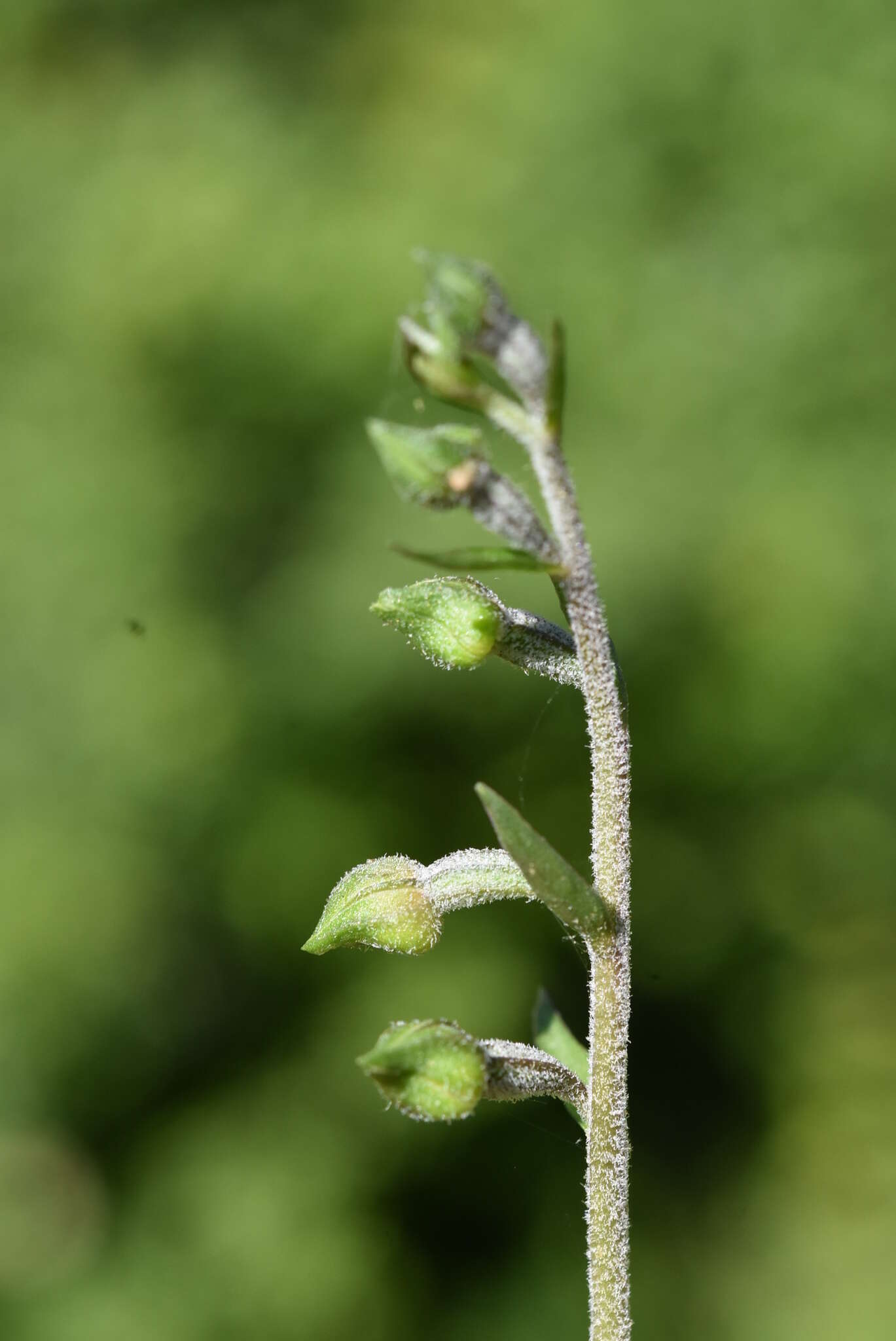 Image of Small-leaved Helleborine