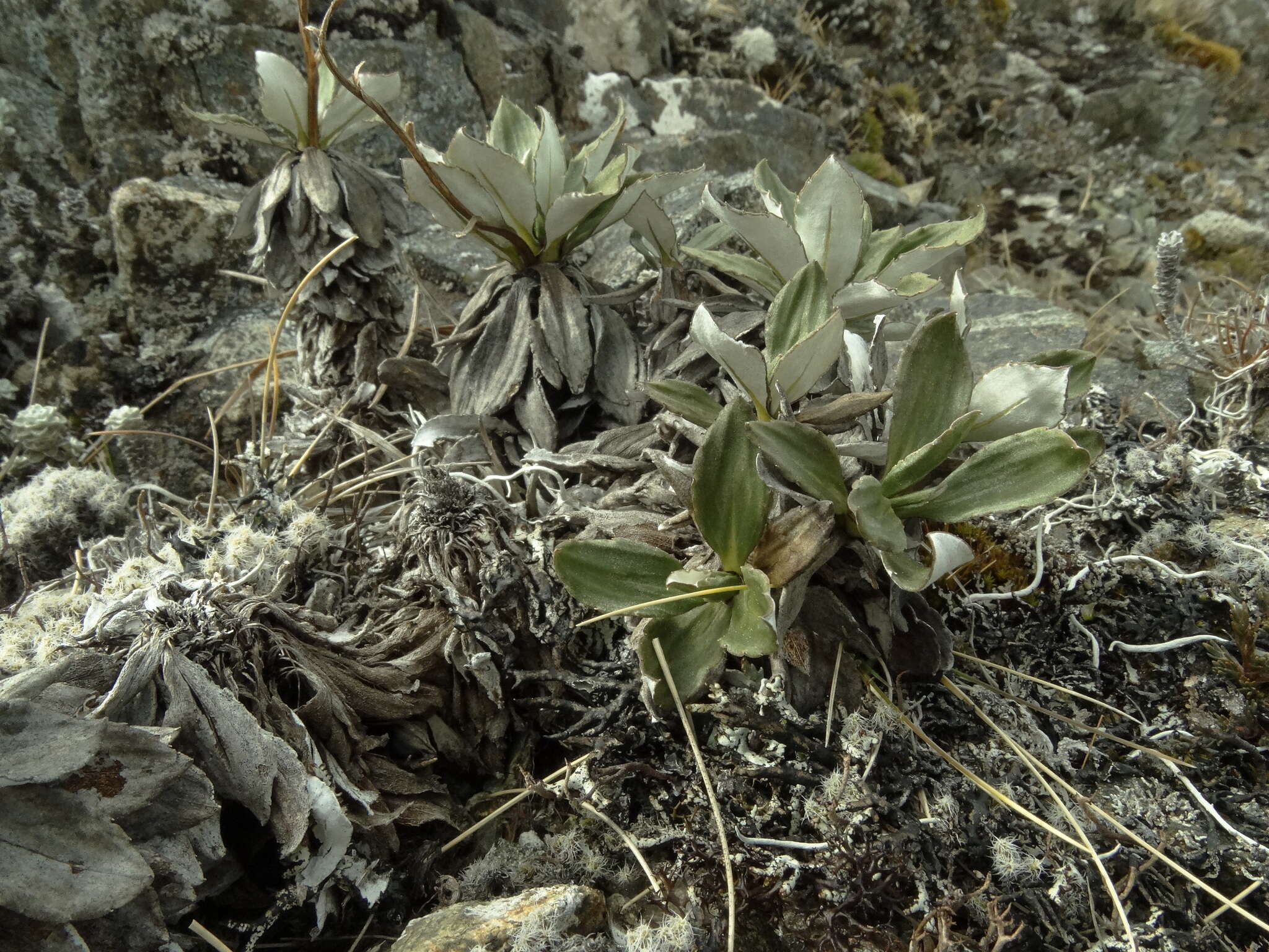 Image of Celmisia bonplandii (J. Buch.) Allan