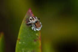 Image of Maratus albus Otto & Hill 2016