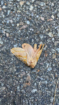 Image of Silver-spotted Ghost Moth