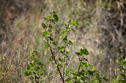 Слика од Ribes malvaceum var. viridifolium Abrams