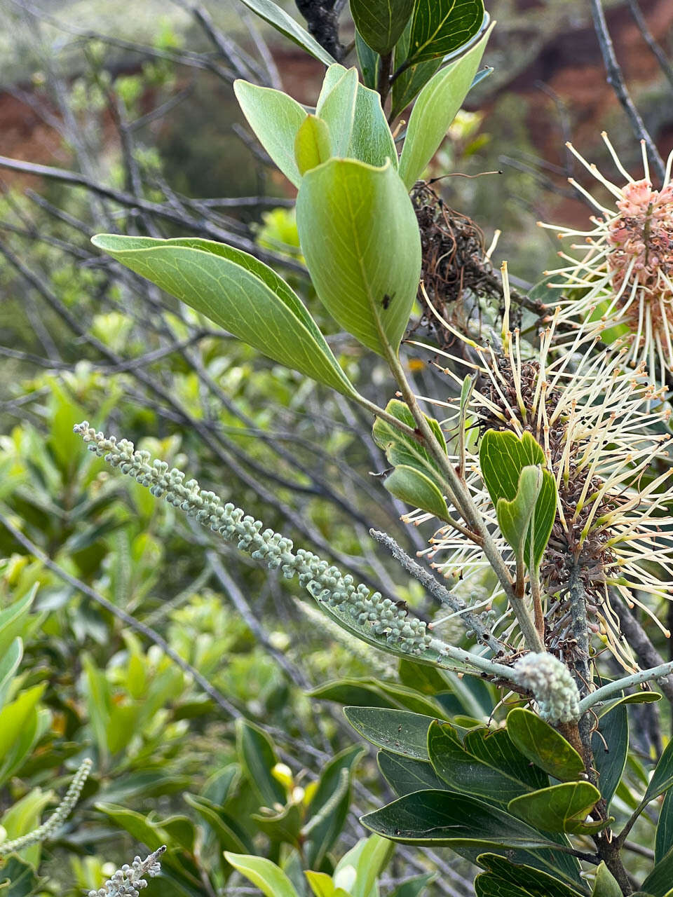 Image of Grevillea gillivrayi Hook.