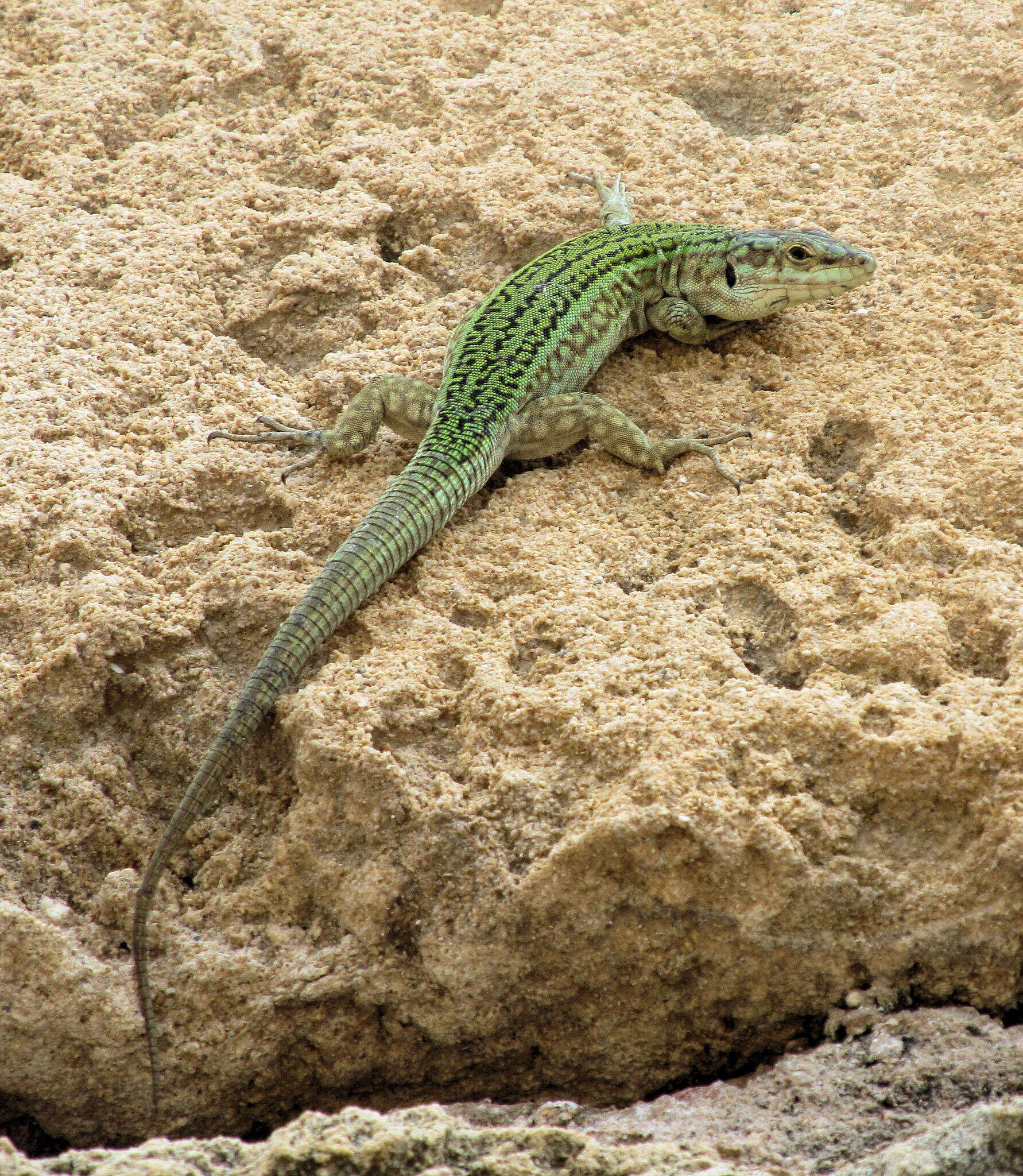 Image of Podarcis pityusensis pityusensis (Boscá 1833)