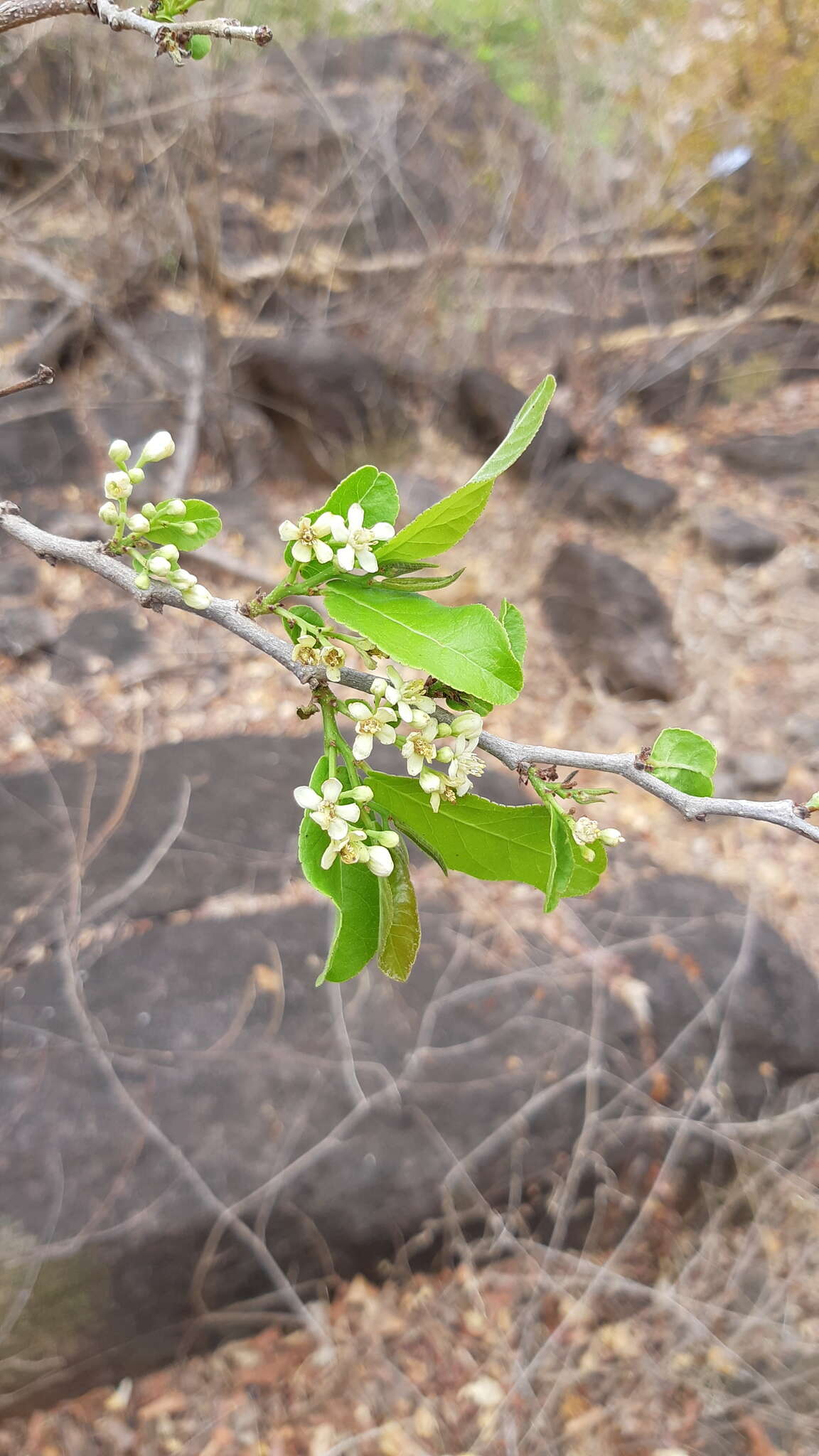 Image de Casearia nitida (L.) Jacq.