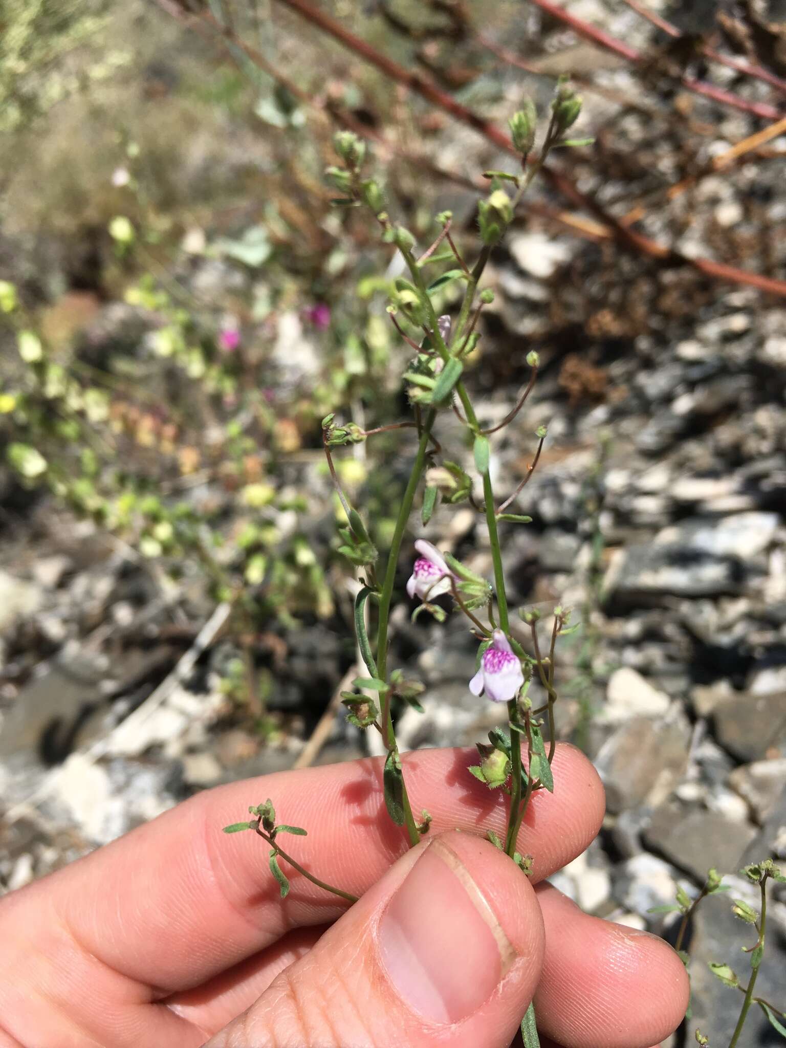 Image of least snapdragon