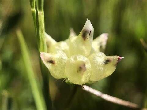 Image of balloon sack clover