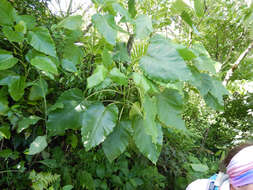 Image of burr daisytree