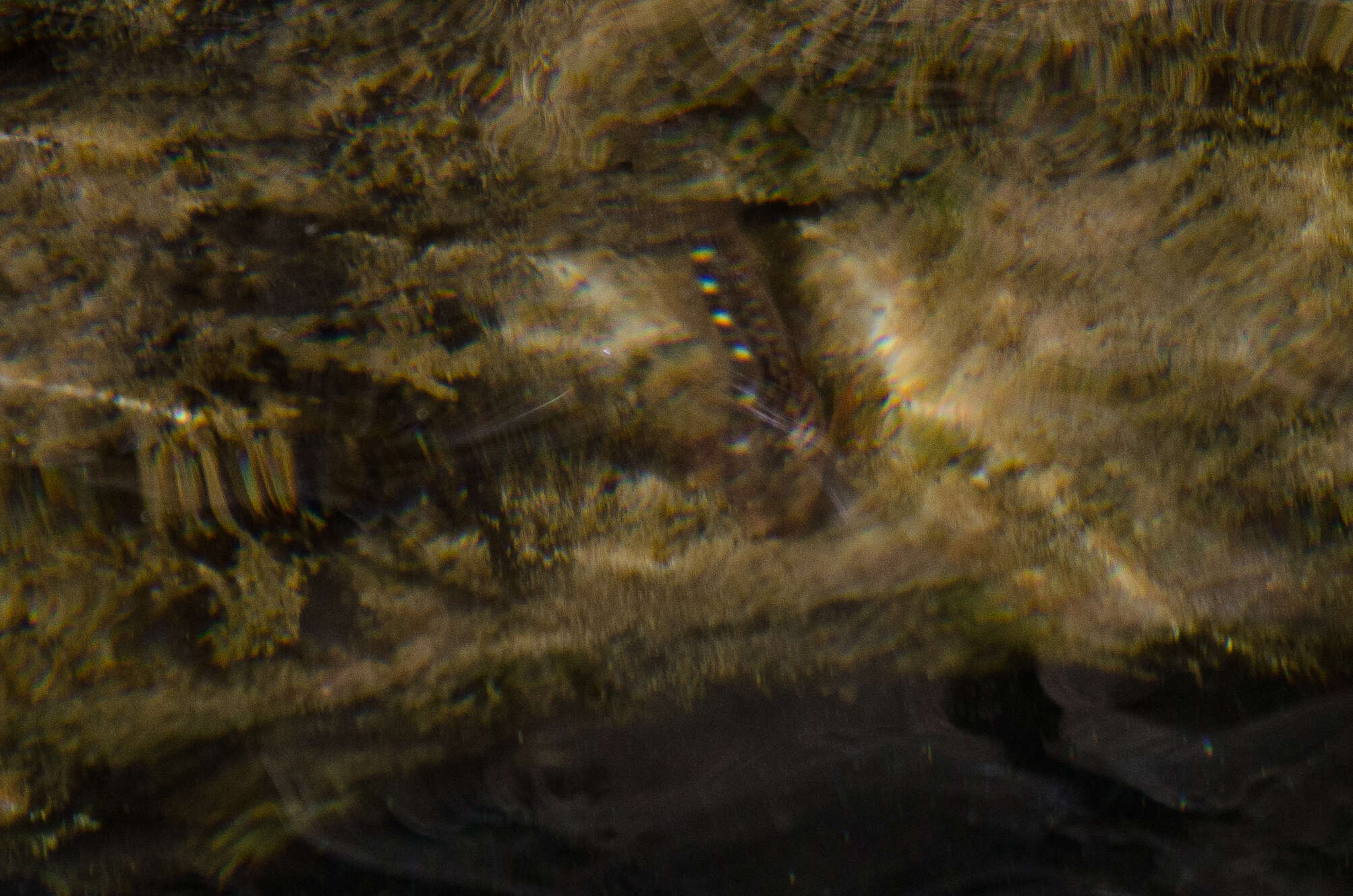 Image of Red Blenny