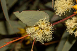 Image of Red Mallee